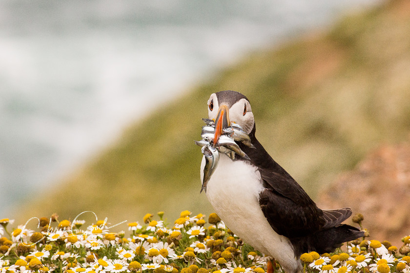 TIme for Lunch 
 Keywords: Puffin, Skomer, UK Seabirds. Seabird, Wildlife, Birds. UK wildlife