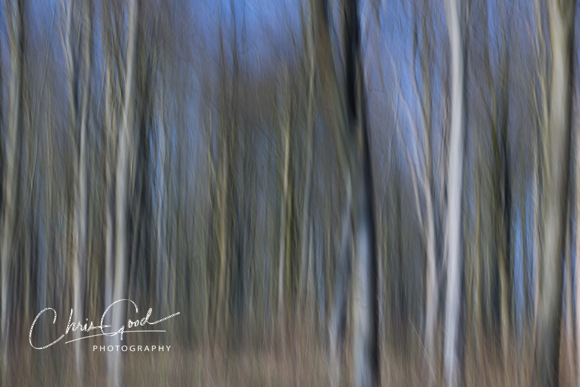 West Woods 5 
 Keywords: ICM, Intentional Camera Movement, West Woods, Bristol, Wiltshire, UK, Dream, Dreamscape, Dream woods, Forest, Wood, Emotion, Emotive, Fine Art, Art, Blur, Intentional Blur