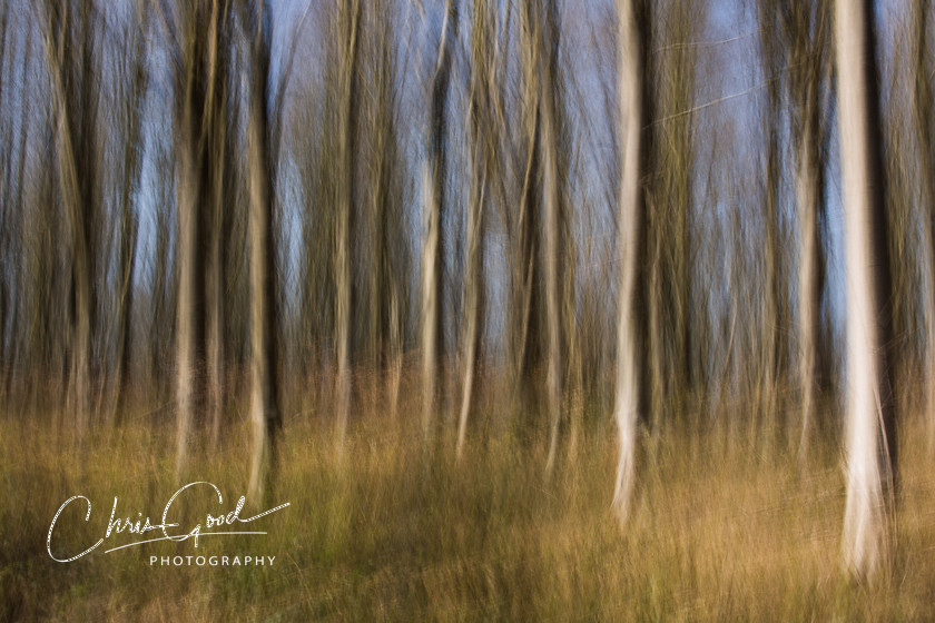 West Woods 3 
 Keywords: ICM, Intentional Camera Movement, West Woods, Bristol, Wiltshire, UK, Dream, Dreamscape, Dream woods, Forest, Wood, Emotion, Emotive, Fine Art, Art, Blur, Intentional Blur