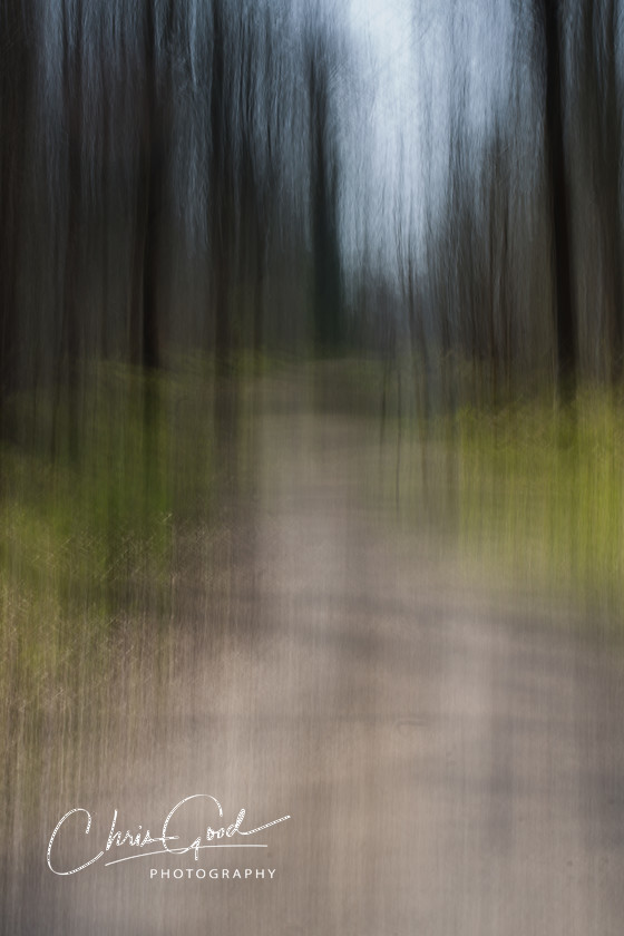 Foreboding 
 Keywords: ICM, Intentional Camera Movement, West Woods, Bristol, Wiltshire, UK, Dream, Dreamscape, Dream woods, Forest, Wood, Emotion, Emotive, Fine Art, Art, Blur, Intentional Blur