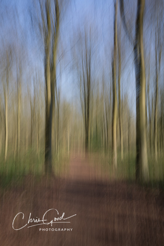 A walk in the Woods 
 Keywords: ICM, Intentional Camera Movement, West Woods, Bristol, Wiltshire, UK, Dream, Dreamscape, Dream woods, Forest, Wood, Emotion, Emotive, Fine Art, Art, Blur, Intentional Blur