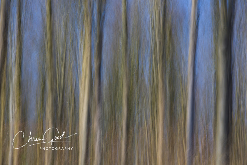 West Woods 8 
 Keywords: ICM, Intentional Camera Movement, West Woods, Bristol, Wiltshire, UK, Dream, Dreamscape, Dream woods, Forest, Wood, Emotion, Emotive, Fine Art, Art, Blur, Intentional Blur