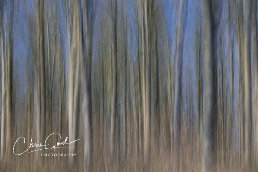 West Woods 7 
 Keywords: ICM, Intentional Camera Movement, West Woods, Bristol, Wiltshire, UK, Dream, Dreamscape, Dream woods, Forest, Wood, Emotion, Emotive, Fine Art, Art, Blur, Intentional Blur