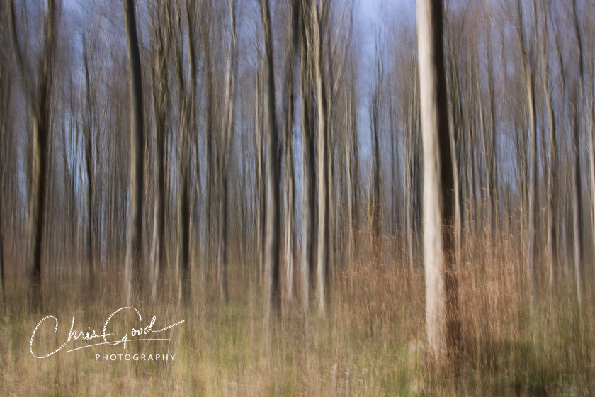 West Woods 6 
 Keywords: ICM, Intentional Camera Movement, West Woods, Bristol, Wiltshire, UK, Dream, Dreamscape, Dream woods, Forest, Wood, Emotion, Emotive, Fine Art, Art, Blur, Intentional Blur