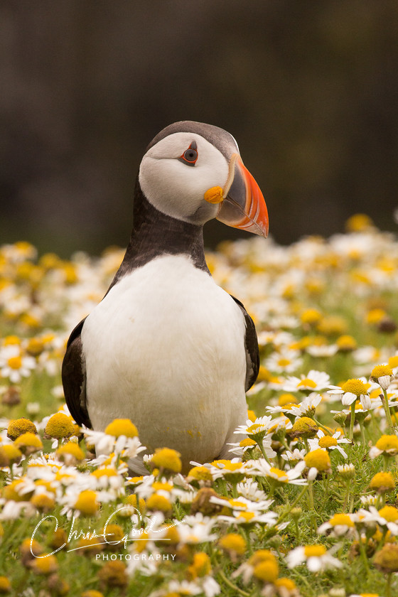 Puffin Portrait 
 One of the wonderful Skomer Island Puffins 
 Keywords: Puffin, UK Seabird, Skomer, Pembrokeshire, Seabird, Wildlife photography, Puffin Portrait