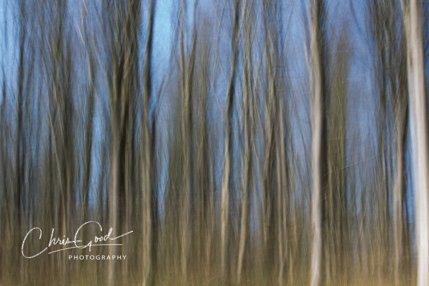 West Woods ICM 2 
 Keywords: ICM, Intentional Camera Movement, West Woods, Bristol, Wiltshire, UK, Dream, Dreamscape, Dream woods, Forest, Wood, Emotion, Emotive, Fine Art, Art, Blur, Intentional Blur