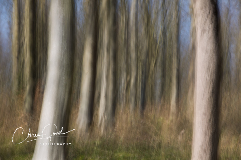 West Woods 4 
 Keywords: ICM, Intentional Camera Movement, West Woods, Bristol, Wiltshire, UK, Dream, Dreamscape, Dream woods, Forest, Wood, Emotion, Emotive, Fine Art, Art, Blur, Intentional Blur